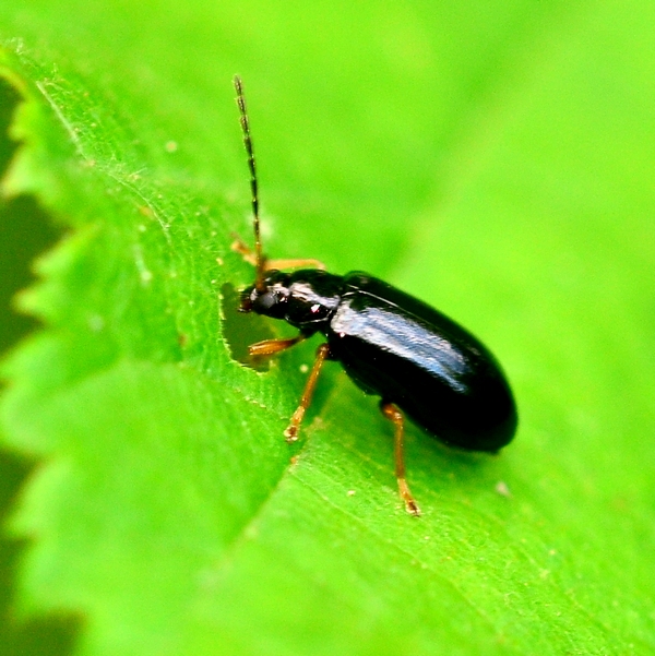 Da Id. Luperus sp. (Chrysomelidae)